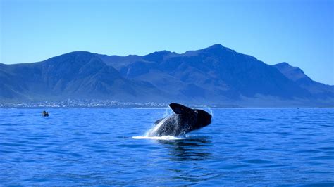 Whale watching season in Hermanus